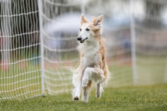 Silken Windhound Running Lure Course Sprint Dog Sport