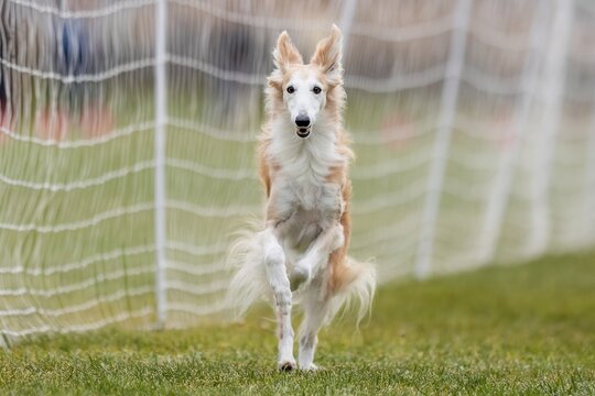 Silken Windhound Running Lure Course Sprint Dog Sport