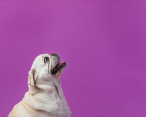 a pug dog sitting down in a studio against a purple background l