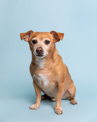 Cheweenie dog sitting down in a studio against a light blue back