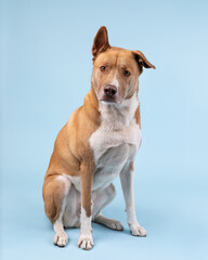 a pitt bull husky mixed breed dog sitting down in a studio again © Cavan