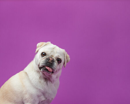 a pug dog sitting down in a studio against a purple background l