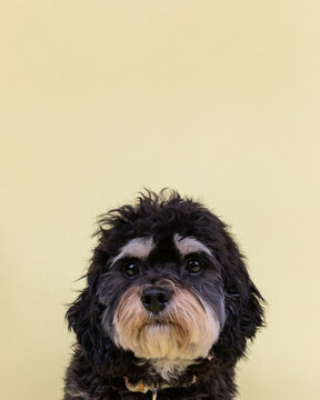 the head of a cavachon dog sitting down in a studio against a ye