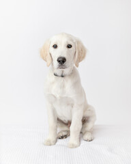 cream colored golden retriever puppy dog sitting in a studio aga