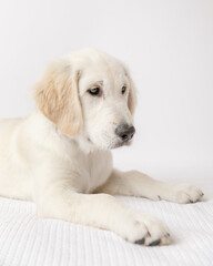 cream colored golden retriever puppy dog lying down in a studio