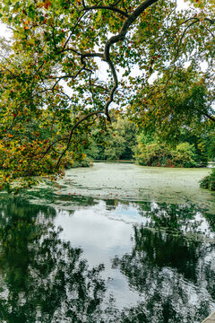 Calm water reflects trees in a serene setting during a cloudy da