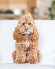 fluffy brown dog sitting on a white couch looking straight ahead
