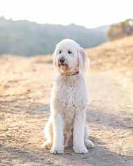 large white goldendoodle sitting on a dirt path
