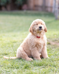 golden retriever puppy sitting down on grass with eyes closed