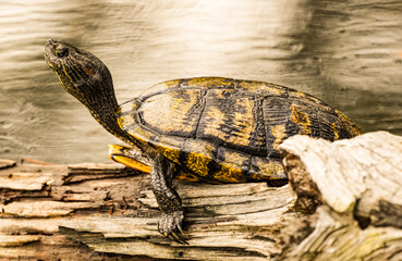 Turtle sunning on a branch in the water