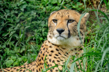 A male cheetah ( Acinonyx Jubatus) looking for prey
