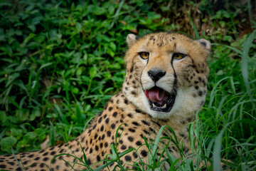 A male cheetah ( Acinonyx Jubatus) looking for prey