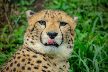 A male cheetah ( Acinonyx Jubatus) looking for prey