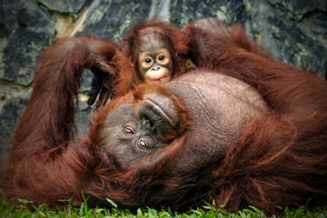 Orangutan (Orang-utang) baby and mom cute two animals