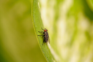 Close-up view of fly on leaf