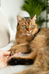 Closeup view British Shorthair cat's paw in human's hand