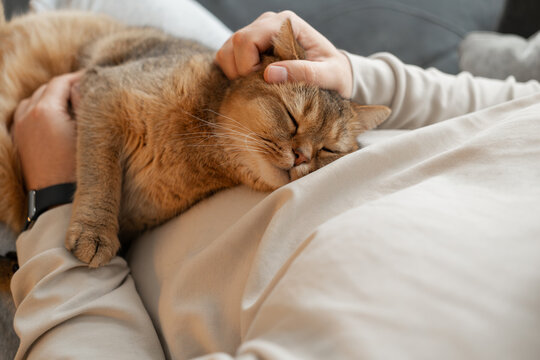 Closeup view of Golden Chinchilla cat happily sleeping on man's chest