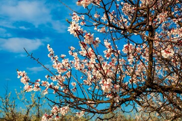 Almond blossoms in full bloom against a vibrant blue sky, a breathtaking springtime scene.