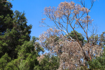 dead eucalyptus tree in australian bushland