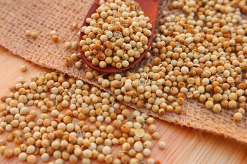 Coriander seeds or coriandrum sativum in a wooden spoon and some scattered around it, close up view.