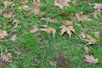 Allium ampeloprasum (wild leek) is growing in the field. 