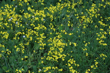 senecio leucanthemifolius (Coastal Ragwort ) flower  in early spring