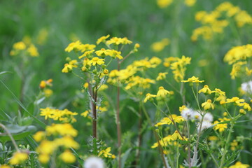 senecio leucanthemifolius (Coastal Ragwort ) flower  in early spring