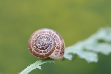 a snail on a green leaf