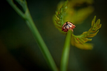 Ladybug 