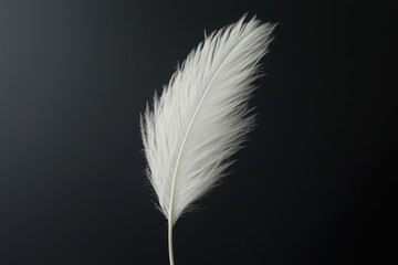 Obraz premium A White Feather’s Gentle Presence in Stark Contrast.