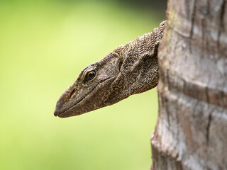 close up of a lizard behind a tree