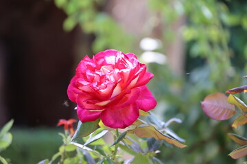 Red rose close up in the garden of the Alhambra in the Spanish city of Granada, Andalusia, Spain