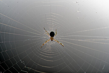 A funny pose of a spider on its web, with a soft sunlight background., spider on web