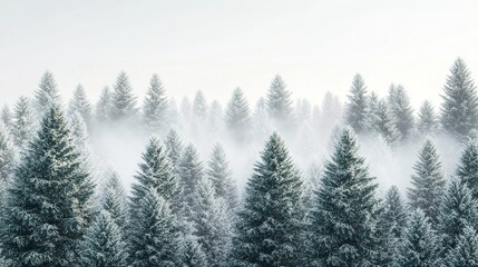 Snow Covered Pine Trees in Winter Forest Wide Angle
