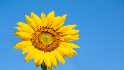 Obraz premium Vibrant yellow sunflower basking in the sun against a clear blue sky. A symbol of summer's warmth and beauty.
