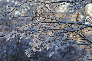 
snow covered tree branch.