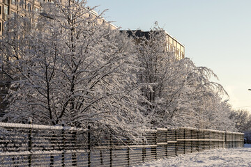  The picture shows a tree branch covered with snow. © Jorens