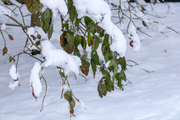 
A tree branch with green leaves and red fruits dusted in winter snow.