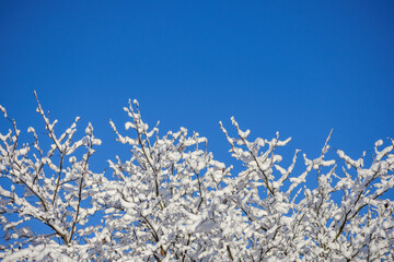 
A snowy forest with many pine trees covered with a thick layer of snow.