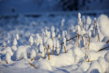 
A snowy forest with many pine trees covered with a thick layer of snow.