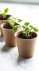 Tiny Basil Plants in Eco-Friendly Pots - A Fresh Start