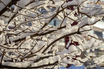
A snowy tree branch with small leaves is close in the foreground, while in the background you can...