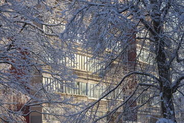 
A snowy tree branch with small leaves is close in the foreground, while in the background you can...