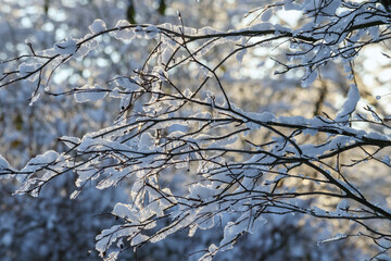
Snow-covered tree branches with small leaves are close in the foreground, while in the background you can see the forest, which is also covered with snow.