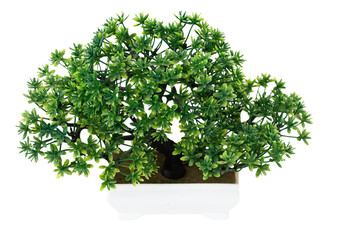 Obraz premium A small potted tree with green leaves sits on a white background