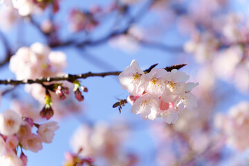 close-up of a bee pollinating cherry blossoms with its body full of pollen