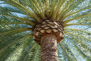 detail of the pruning of a palm tree