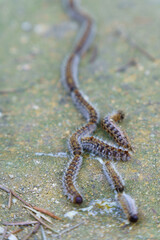 row of pine processionary caterpillars ,Thaumetopoea pityocampa, on the ground of a pine forest