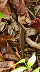 Skink Lizard Camouflaging Among Dry Leaves in a Forest