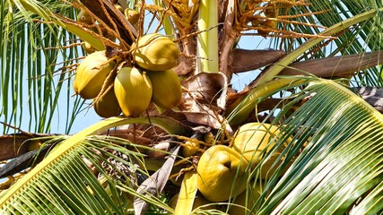  Close-Up of a Tropical Coconut Tree with Fresh Green Coconuts